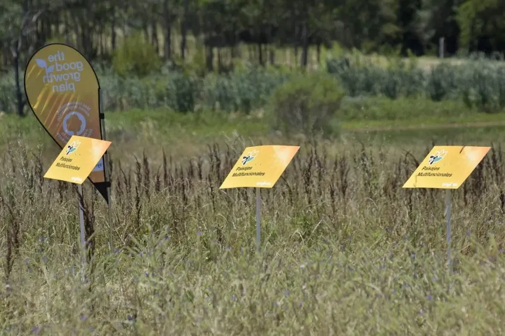 Se evalúan combinaciones de vegetación nativa predominando especies que aporten polen y néctar.