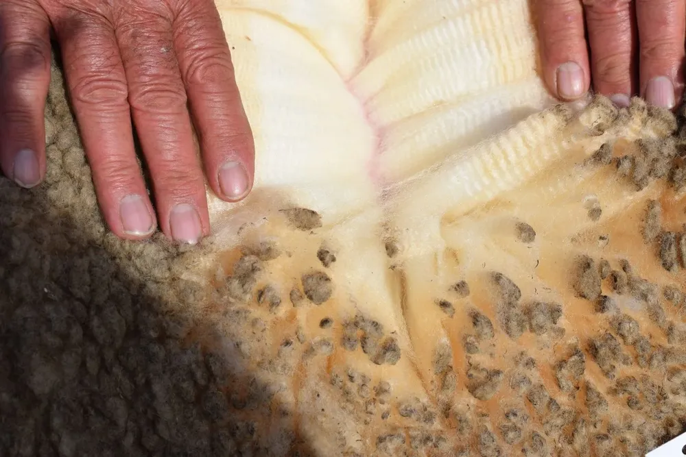 Las lanas de 21 micras cierran al año estables.