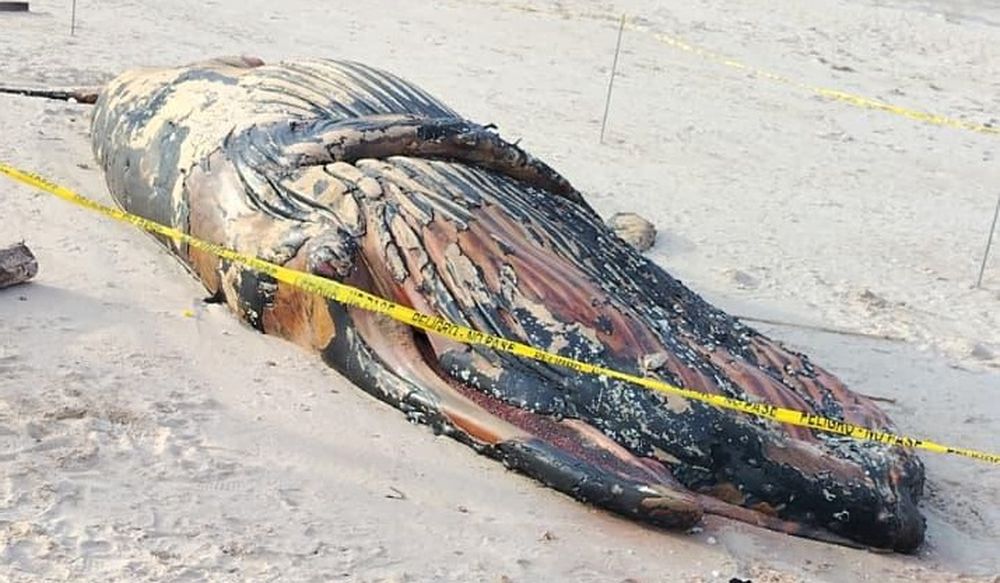 Ballena muerta encontrada en una playa de San José