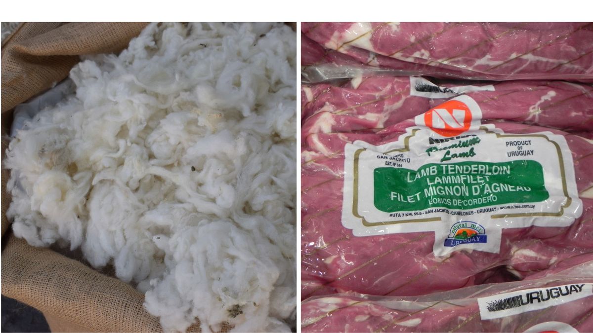 Ingresos por exportaciones de lanas y carne ovina alcanzaron los US$ 200 millones