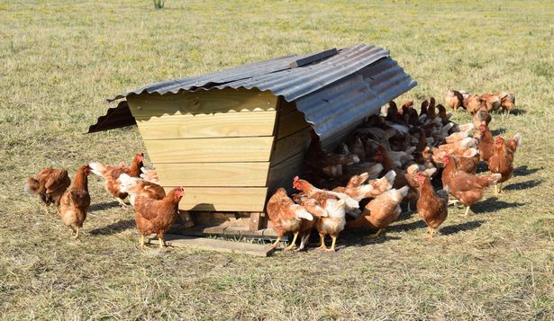 MGAP decretó emergencia sanitaria por gripe aviar y prohibió movilizar aves de traspatio y otras sin control