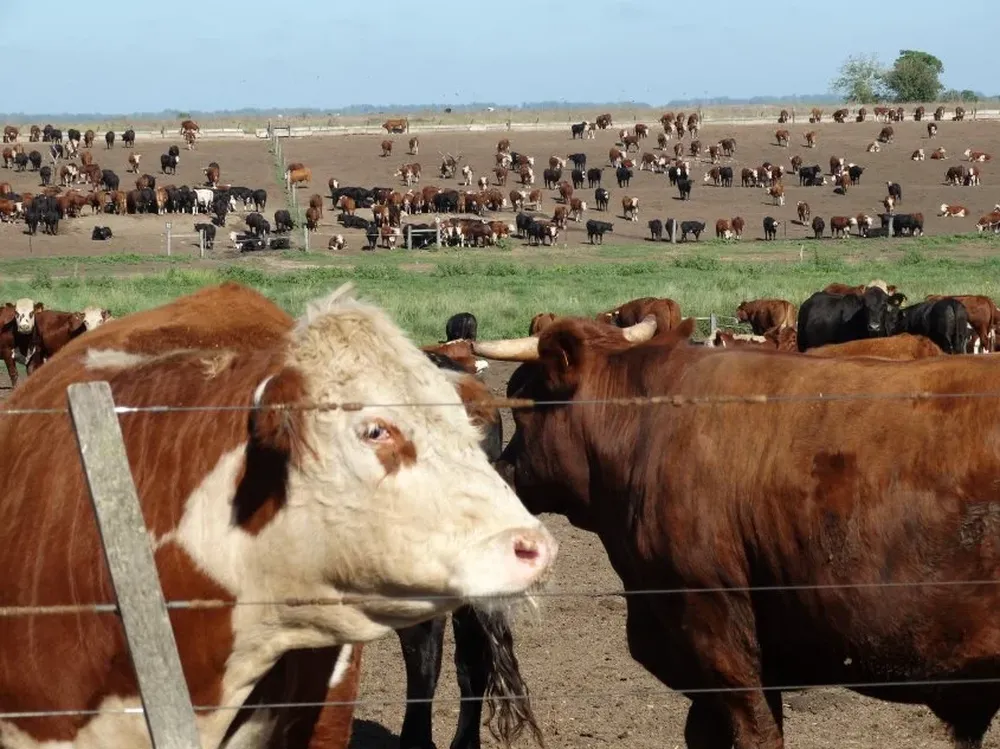 La faena de lanares aumentó 31% este año en relación a 2016.