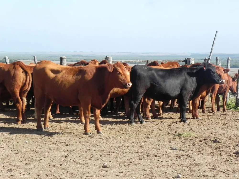 Las lluvias no han sido significativas para el campo.