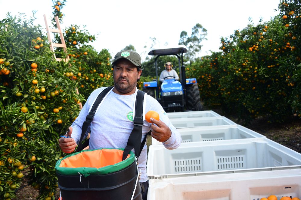 Citricultura: inauguración de la cosecha de 2024.