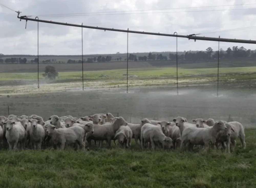 Pasturas regadas para engorde de corderos