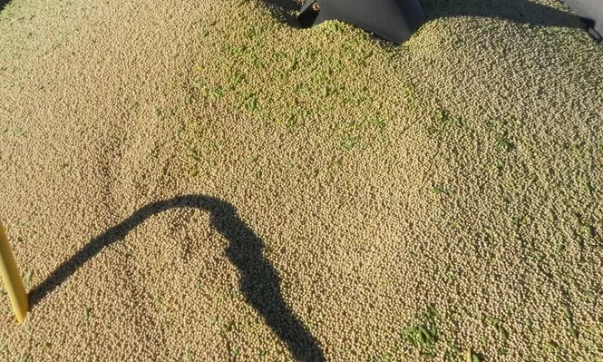 Buen clima en EEUU sigue presionando los precios de los granos a la baja