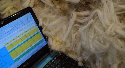 Mercado lanero cerró otra semana con buenas novedades.