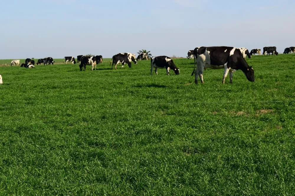 La devolución del excedente del Fondo Lechero se hará a fin de año, anunció el ministro Mattos.