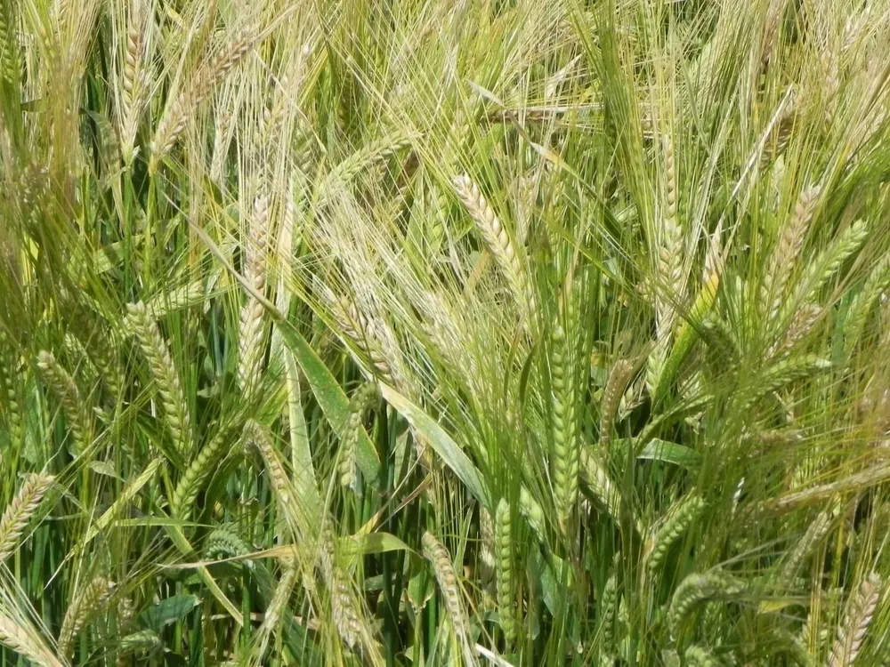 Se aproxima la ventana de cosecha de cultivos de invierno en Uruguay.