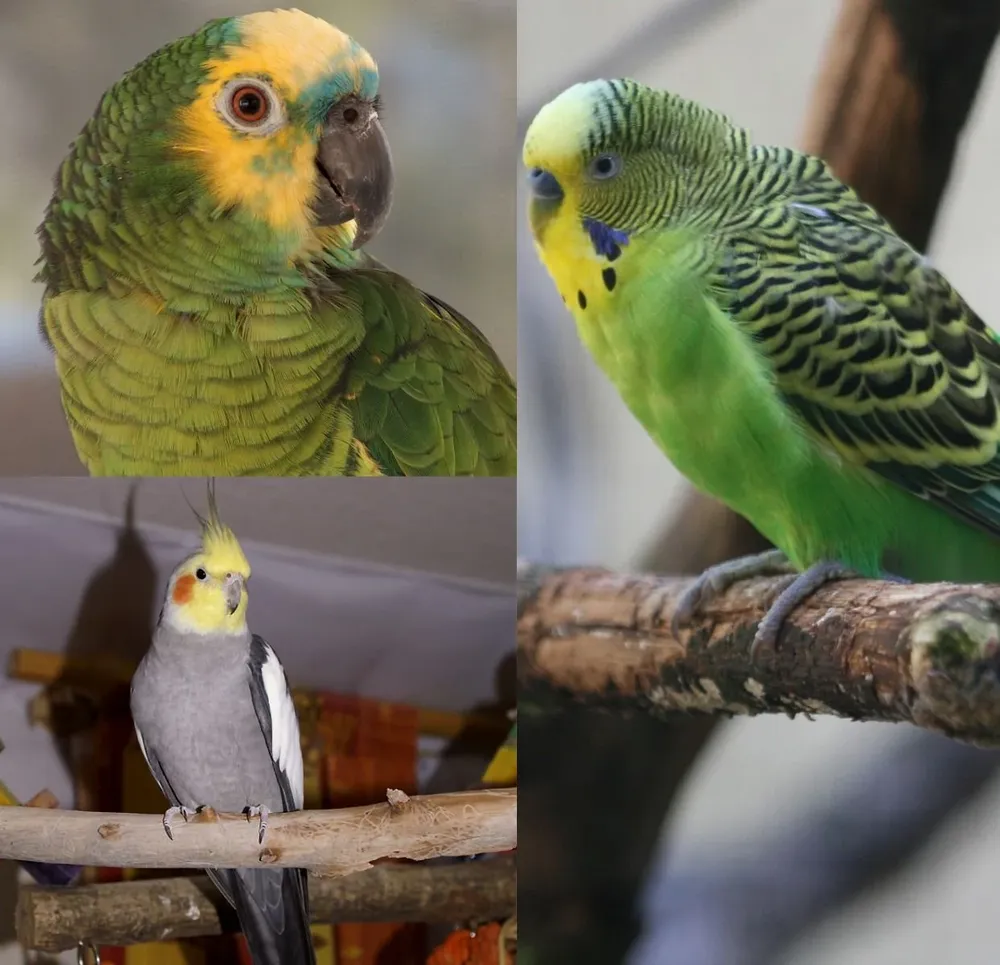 loros amazónicos, cocotillas, loritas australianas