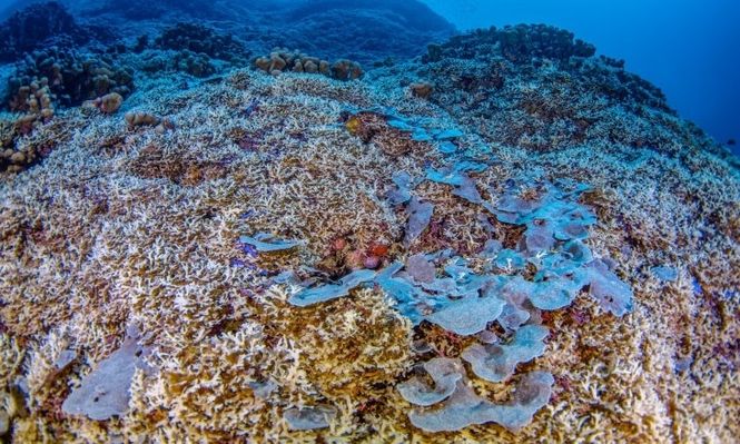Descubren en las Islas Salomón el coral más grande del mundo