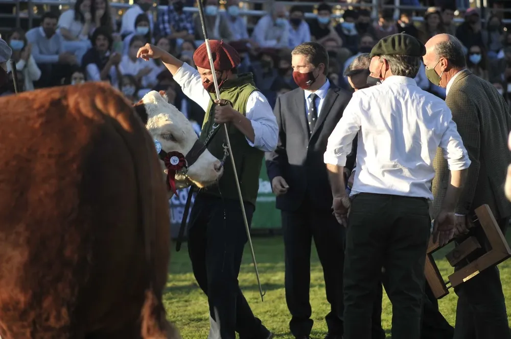 Gran Campeón Polled Hereford.
