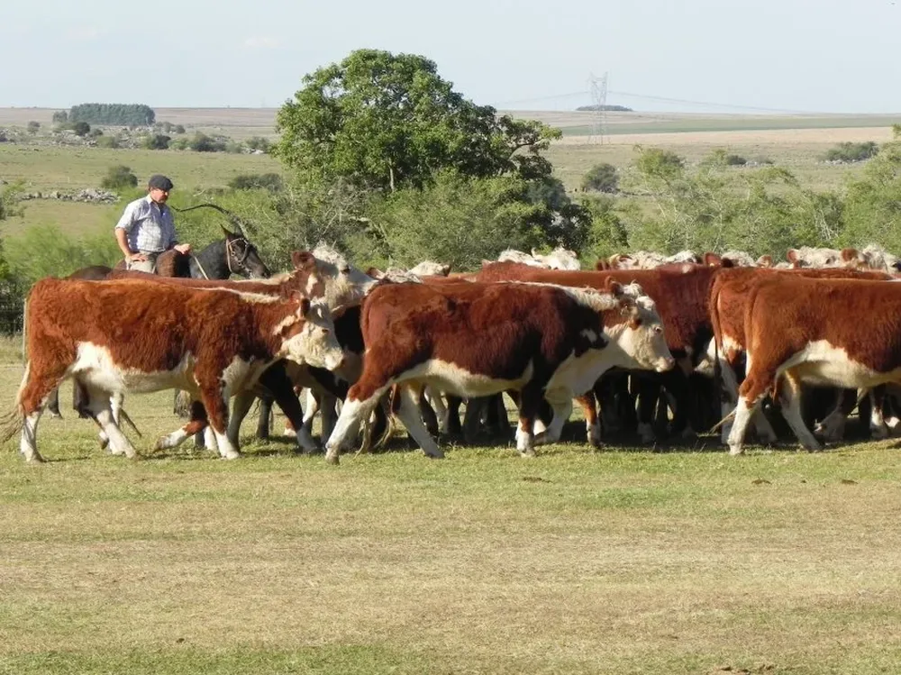 Federación Rural, integrante de Campo Unido, emitió un comunicado tras no haber respuesta a un planteo de prórroga de vencimientos de pagos al BPS.