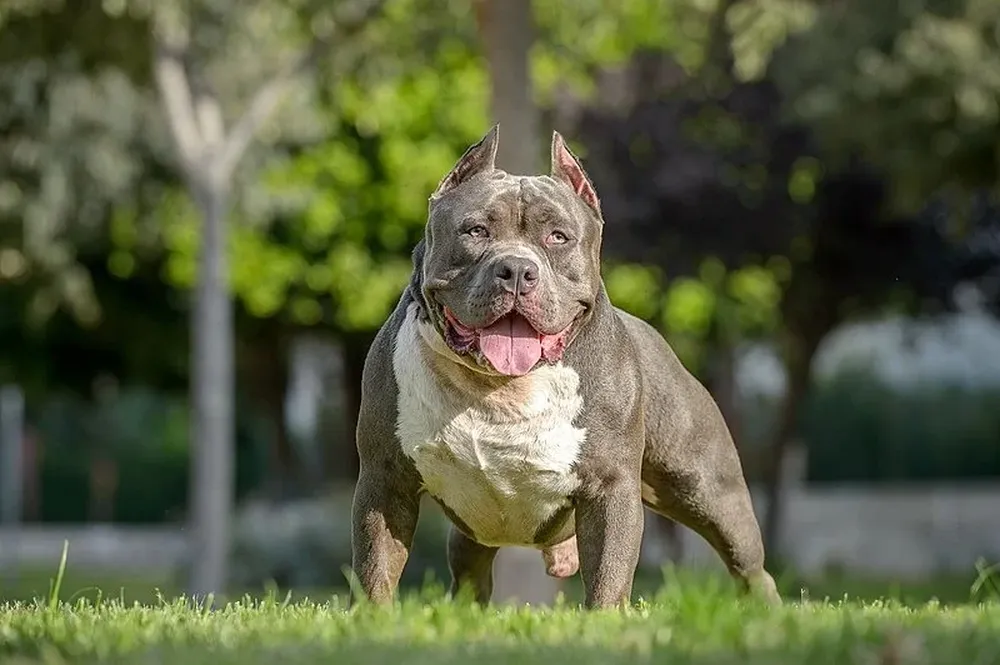 El American Bully XL es un perro muy fuerte, originalmente usado para pelear con toros.