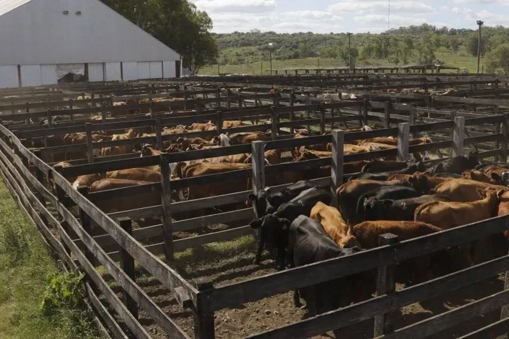 Ganado vacuno en una feria ganadera de Valdez y Cía