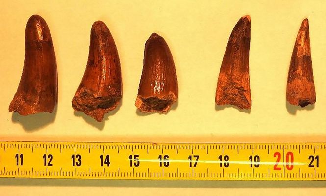 Una fotografía facilitada por la Brigada de Aduanas de Menton, DGDI Aduanas francesas, el 14 de febrero de 2025, muestra dientes fosilizados de dinosaurio encontrados por agentes de aduanas de Menton en dos paquetes transportados por un camión de carga exprés en el sur de Francia. Esqueletos vendidos en Internet, dientes incautados durante un control aduanero en carretera: aparte de las subastas mediáticas, el lucrativo mercado de los restos de dinosaurios está envuelto en misterio y oscuridad.