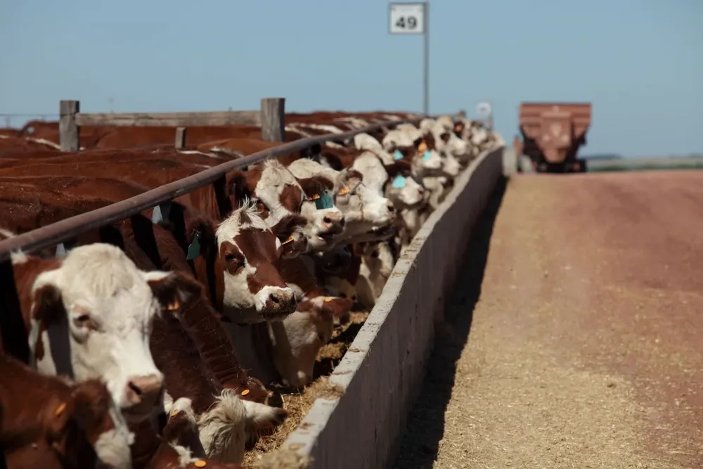 Terminación de vacunos en corrales.