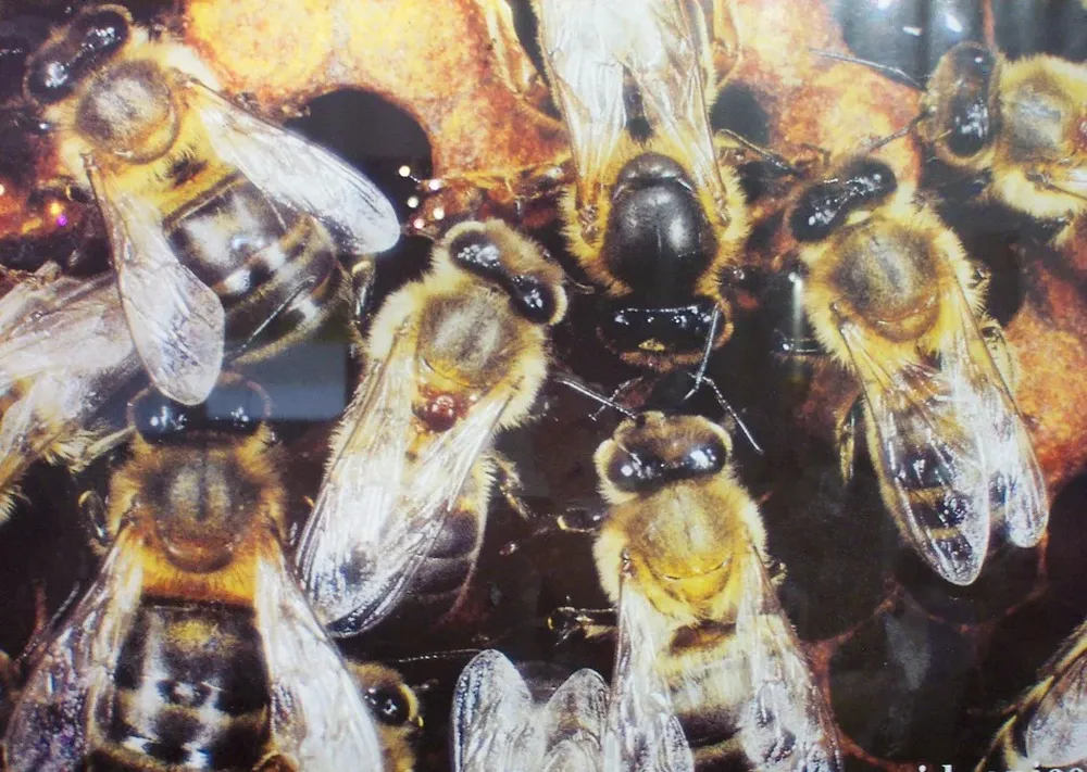 Fuerte defensa del valor del trabajo de la abeja