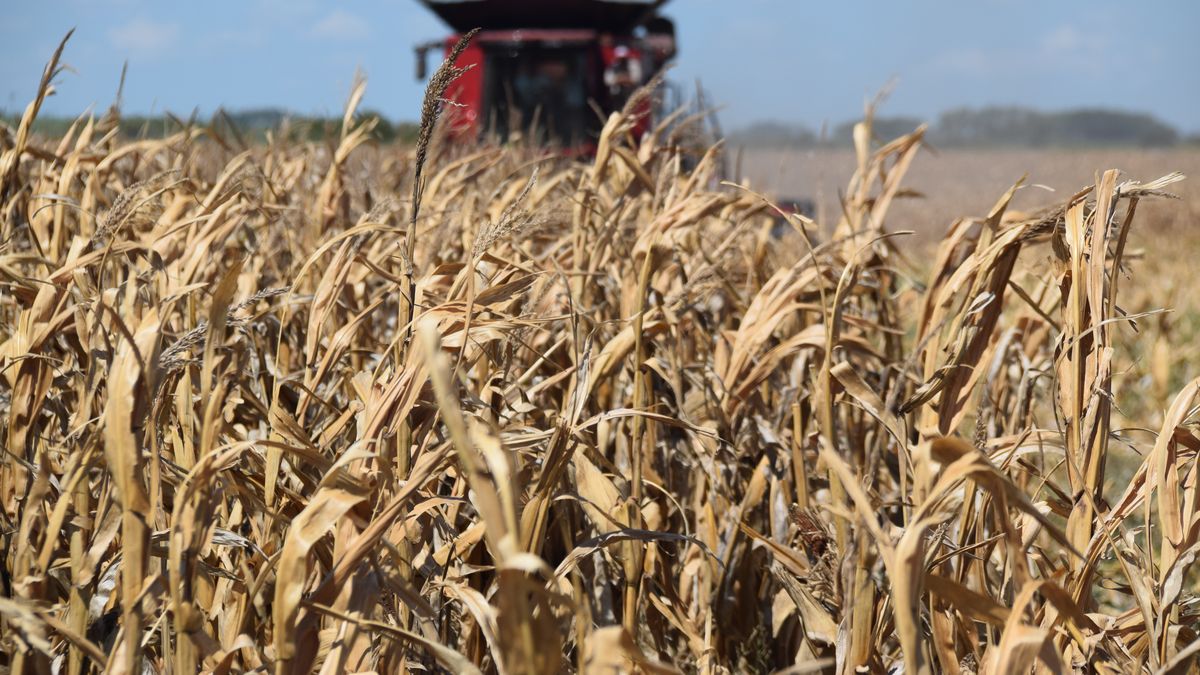 La revolución ganadera del maíz levanta cuatro contradicciones y acelera la ganadería