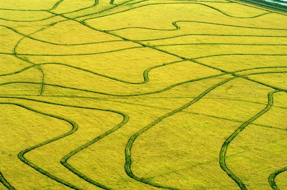La siembra de arroz abarcará unas 180 mil hectáreas