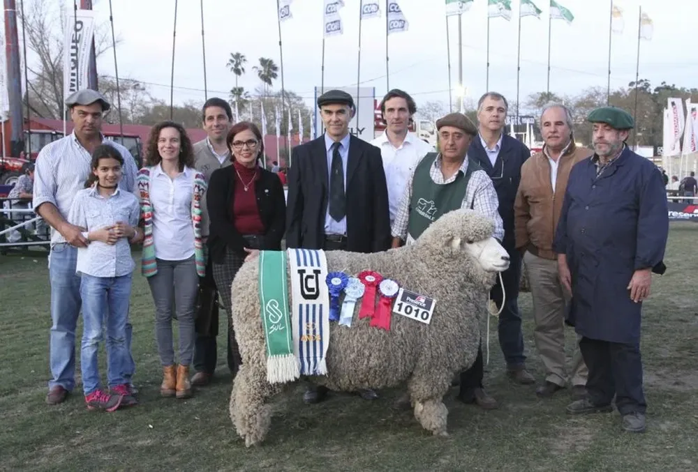 La cabaña de la familia Caorsi se quedó con la máxima cocarda en Corriedale PO
