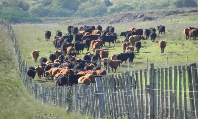 Uruguay posee menos vacunos que los registrados hace un año.