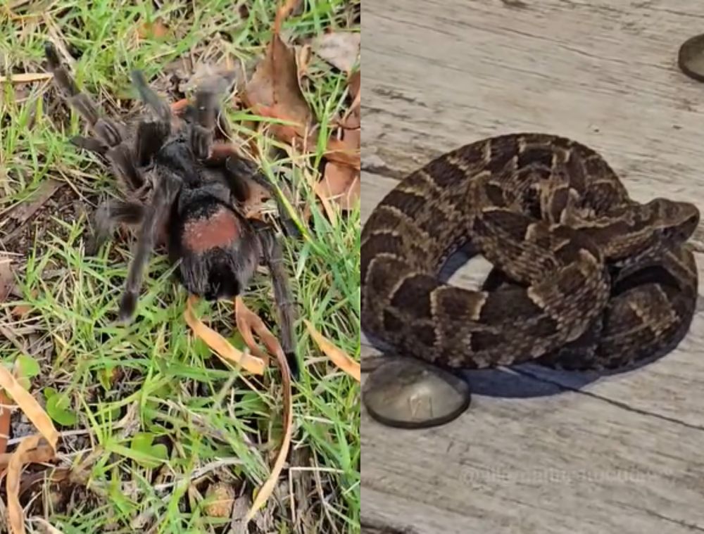 Yarará y tarántula&nbsp;