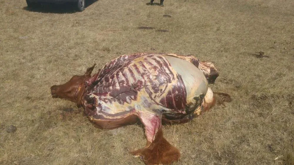 El gobierno quiere ponerle más penas al abigeato