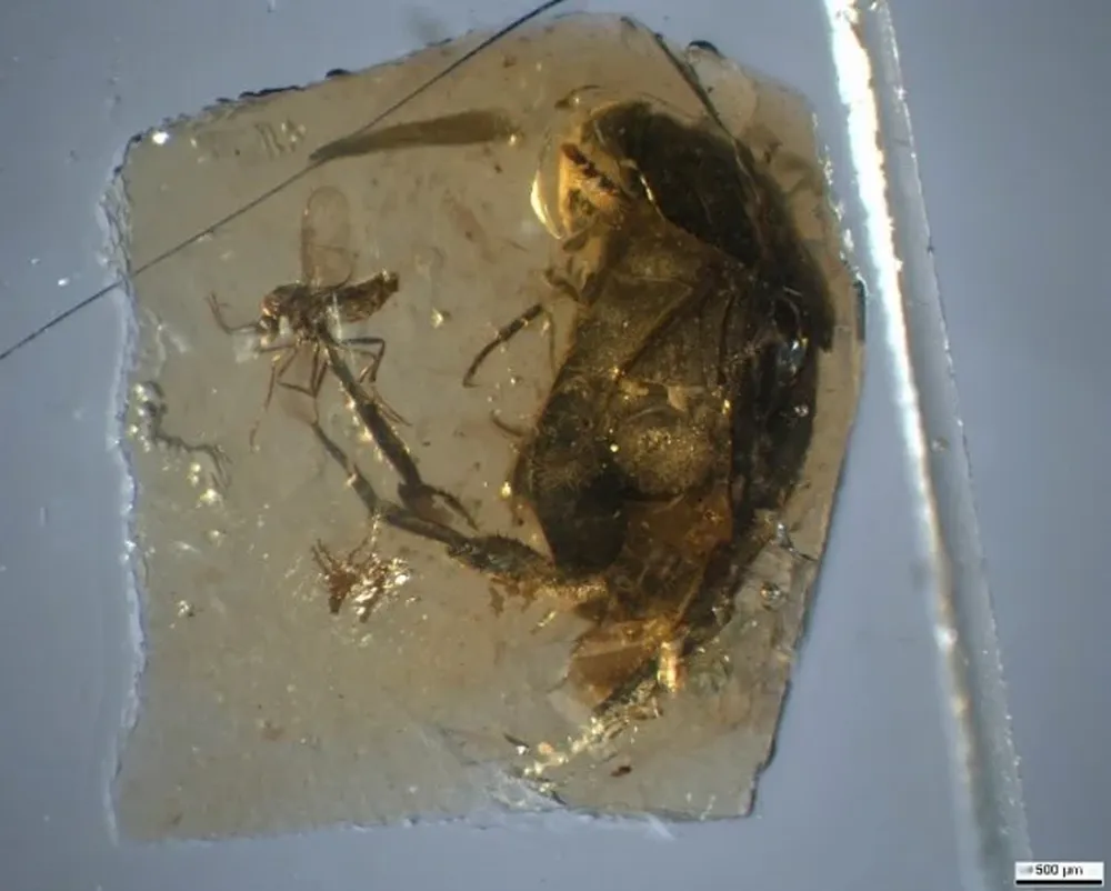 El escarabajo de Peñacerrada, junto a un mosquito chupador de dinosaurios