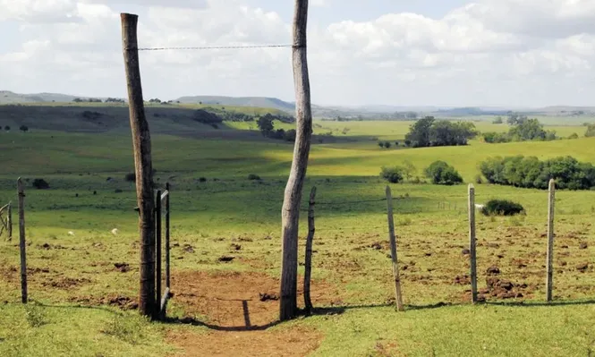 El campo natural en la mira de la investigación