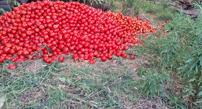 Tomate desperdiciado: el precio no cubre el costo de producirlo y trasladarlo al sitio de venta.