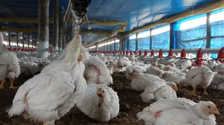 Engorde de pollos parrilleros.