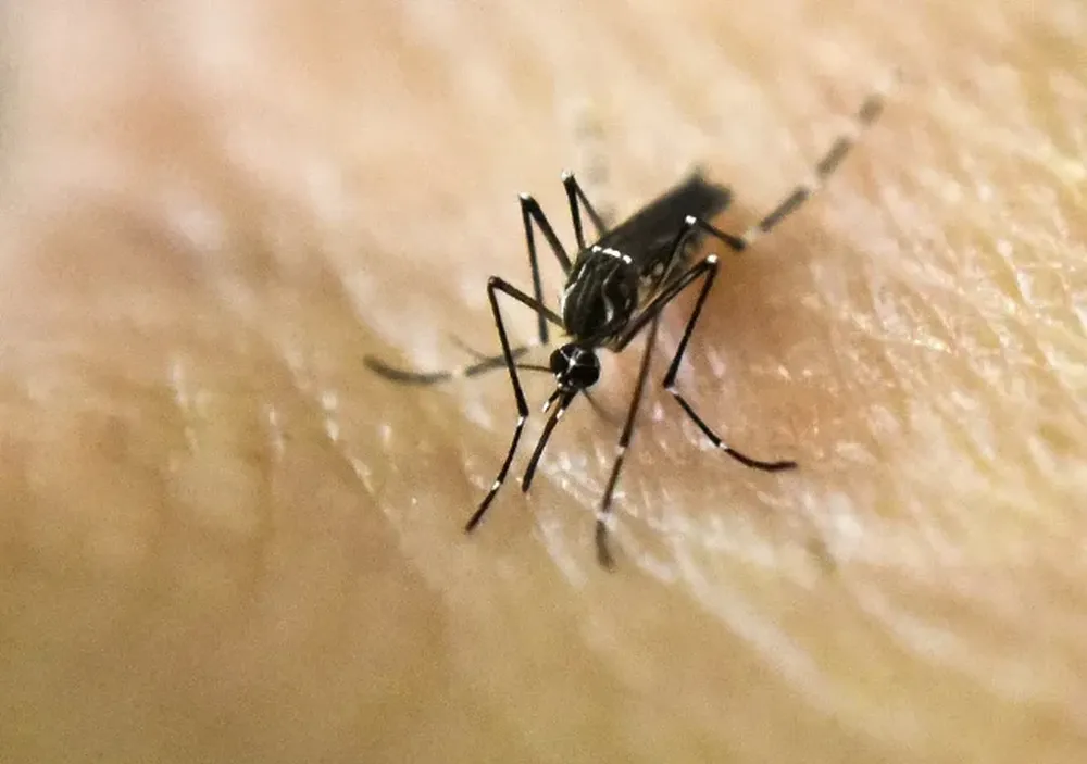 Una joven murió por dengue hemorrágico tras dar a luz y su bebé se salvó
