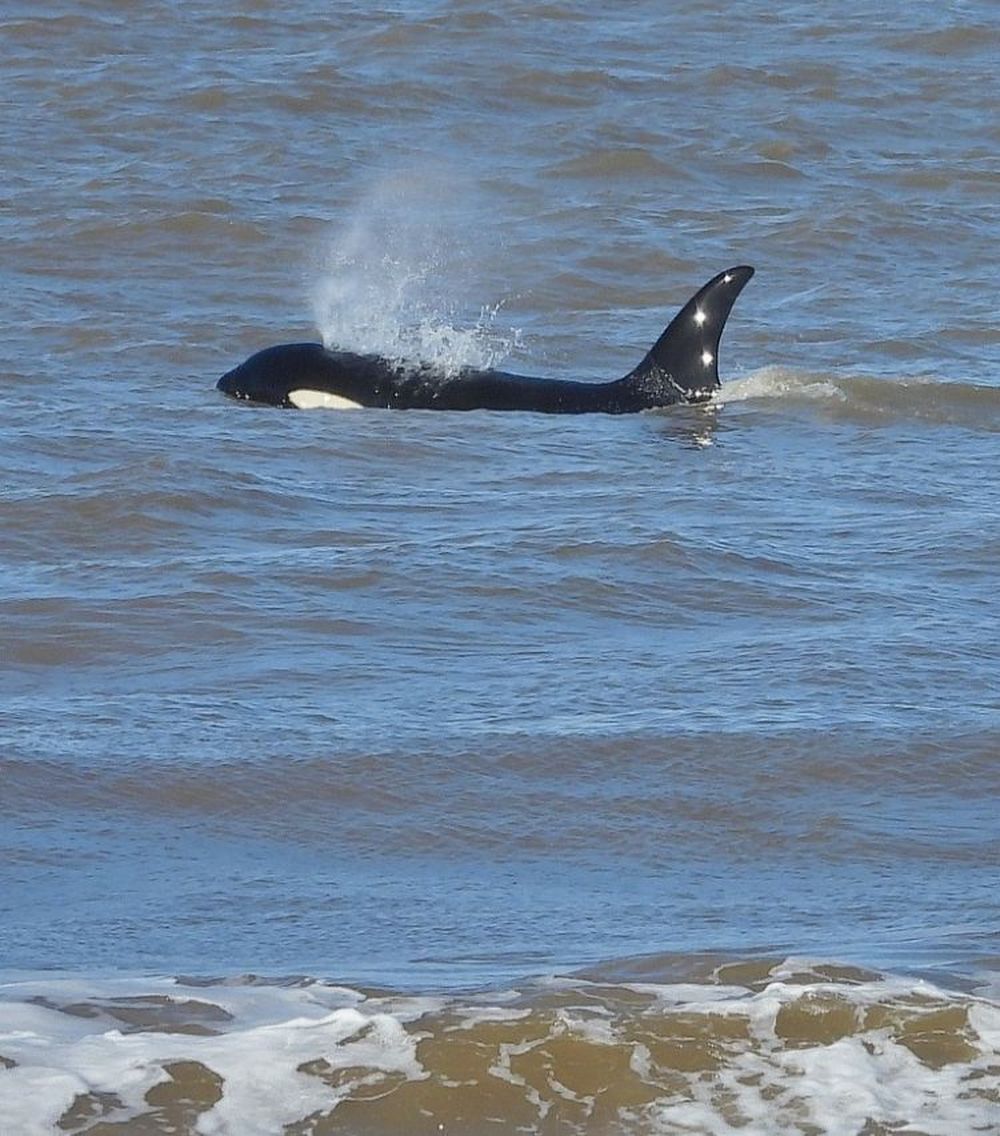 Orca en Punta del Este