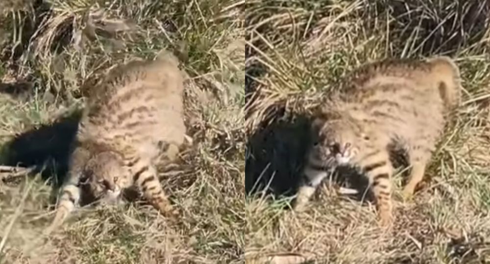 Gato de pajonal en Artigas