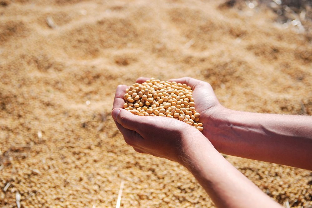 Soja, cultivo clave en el &aacute;rea agr&iacute;cola del Mercosur.