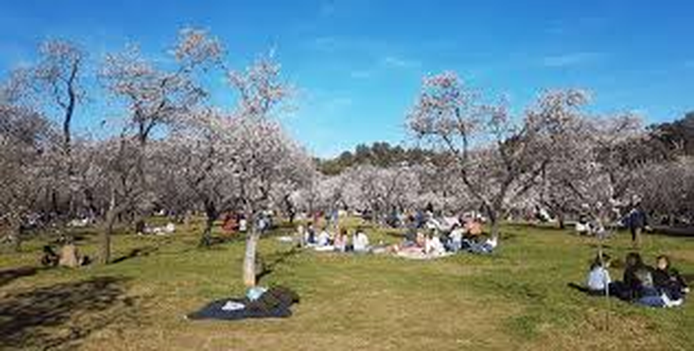 Pic nic primaveral en la Qu