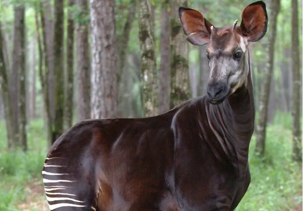 El okapi, símbolo nacional de la República Democrática del Congo, se sumó a las especies en peligro de extinción