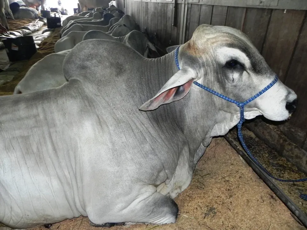 El caso se detectó en un matadero en Mato Grosso