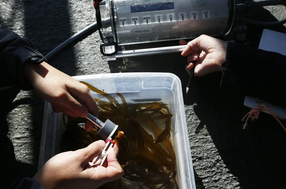 Dos científicos realizan un análisis de la eficiencia fotosintética a una muestra de algas, en la cubierta del mismo buque chileno