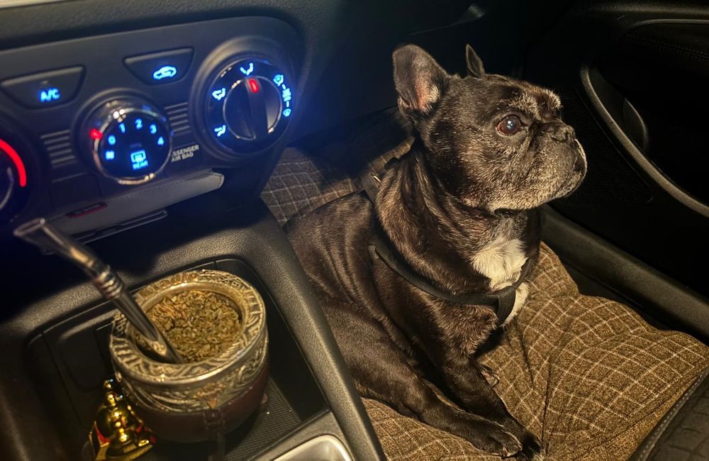 MGAP: pidió tener en cuenta las exigencias oficiales para la salida del país e ingreso al mismo de mascotas.