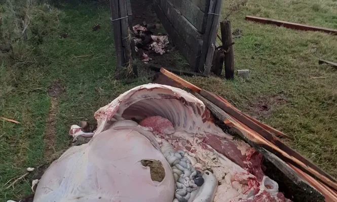Así quedó una de las dos vacas faenadas clandestinamente.