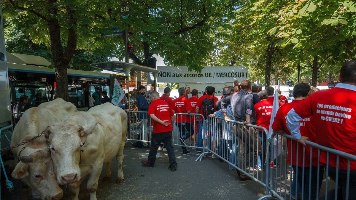 Agricultores franceses fueron con vacunos a la embajada de Brasil en París