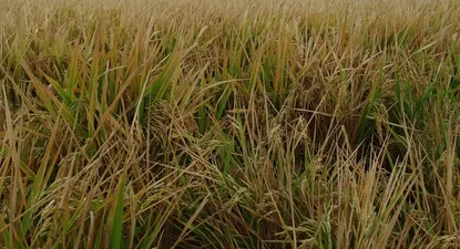 Cultivo de arroz.