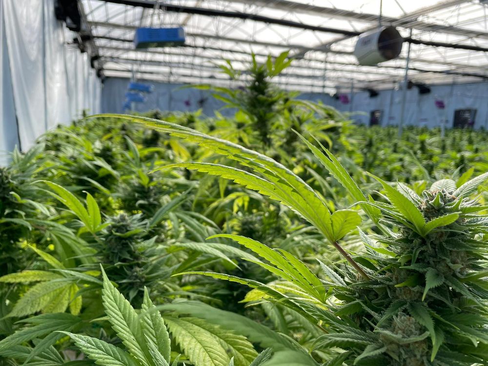 Plantación de cannabis en Uruguay