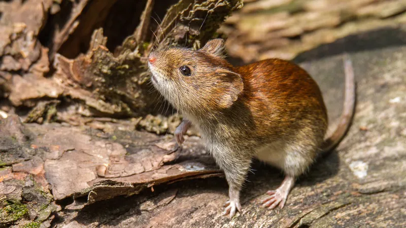 Hantavirus en el crucero: confirman la cepa Andes y todo apunta a que el brote se originó en Argentina