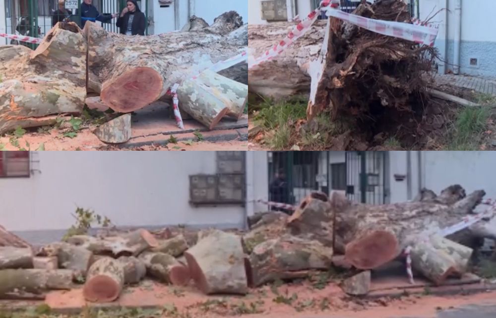 Árbol cayó sobre un auto