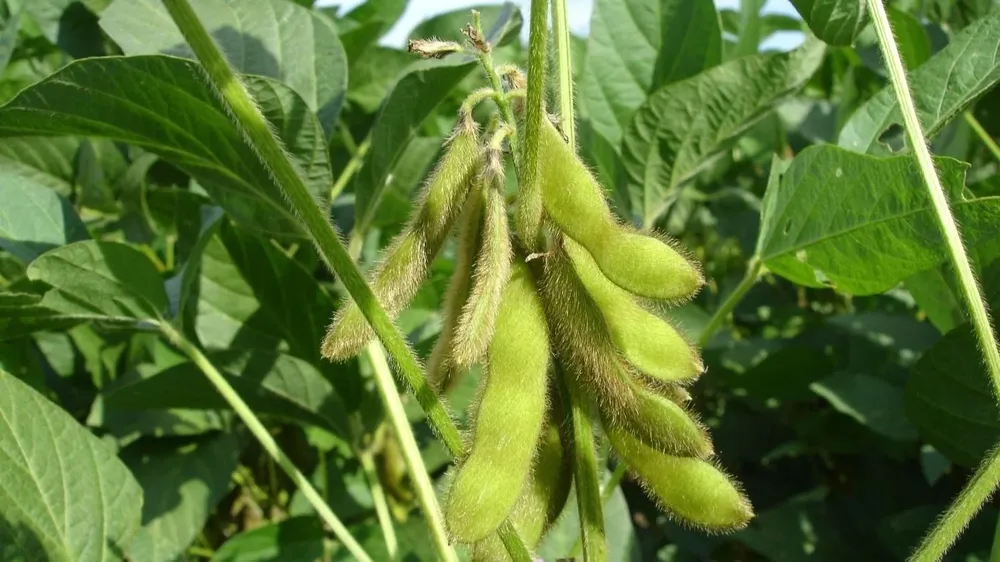 El área de soja en Estados Unidos fue levemente reducida.