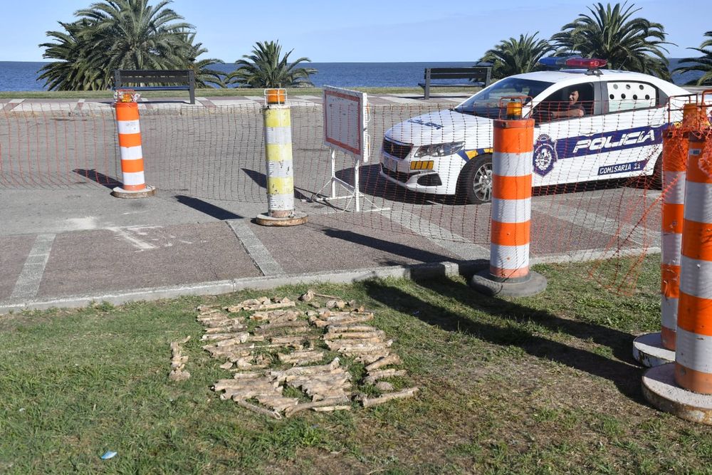 Restos óseos encontrados en las inmediaciones del Museo Oceanográfico