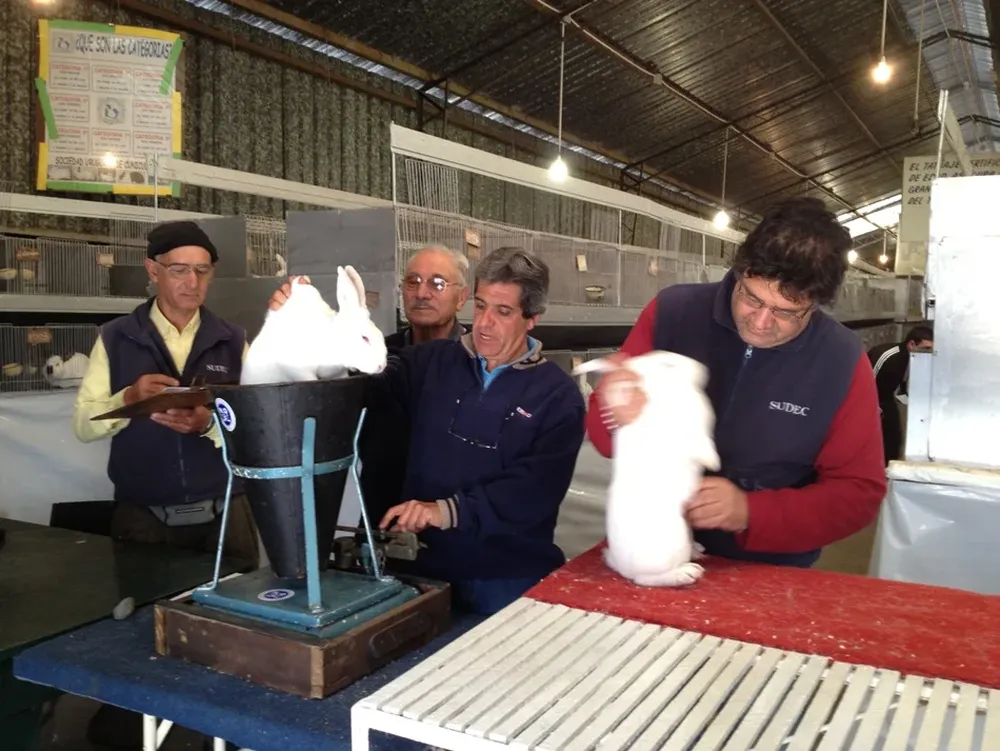 Los conejos estrenaron la llegada de reproductores